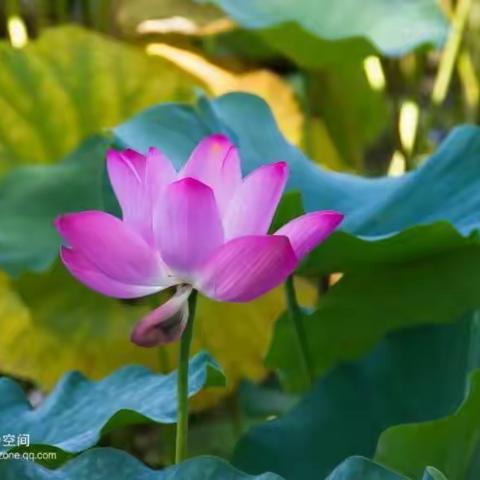 花开争艳满院芳