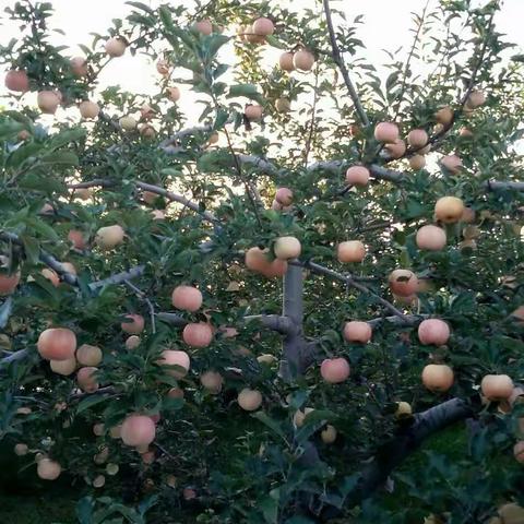 嘎啦结束，千秋马上上市，正在预购中，电话15191132353