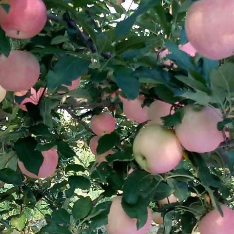 自家嘎啦果园欢迎参观，订勾。电话15191132353.香脆甜。物美价廉.