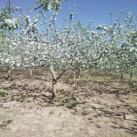 宜川县壶口镇，下熟畔薛晓云果园。欢迎各位朋友光临，品尝。苹果香甜脆，不催红，不打蜡，纯天然的。口感独特。