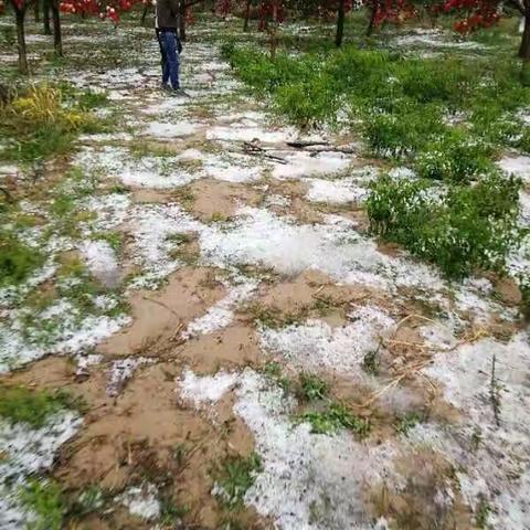 果农苦，果农难。