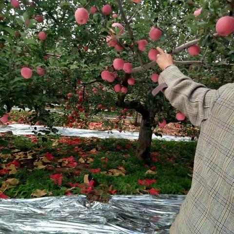 陕西延安宜川红富士成熟了快下单。