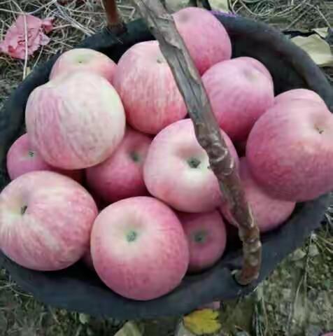 秋天是个丰收的季节。陕西省延安市宜川县下熟畔薛晓云家果园里的红富士成熟了，香甜脆，不催红，不打蜡。