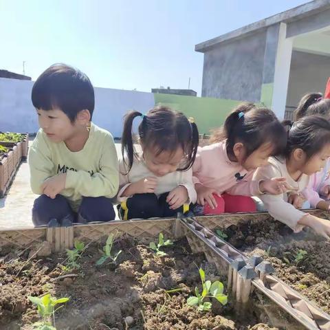 幼儿种植课程的探索与实践分析