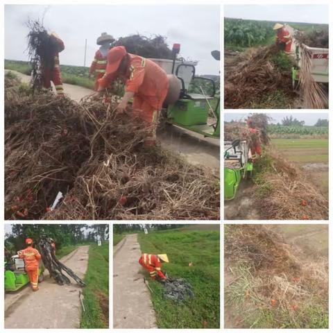 福龙马 | 龙华区6月10日秸秆农膜清理工作情况