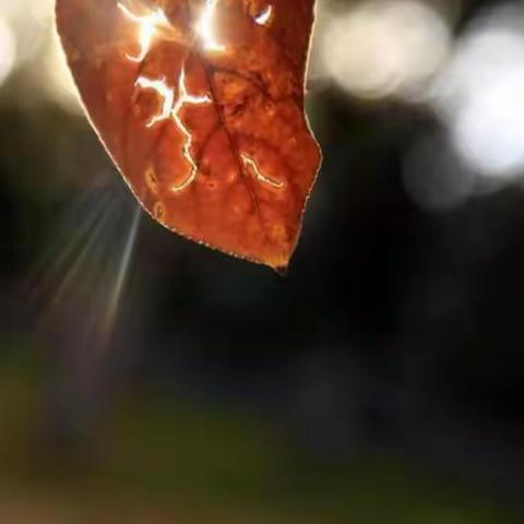 裂缝中的阳光——直面挫折