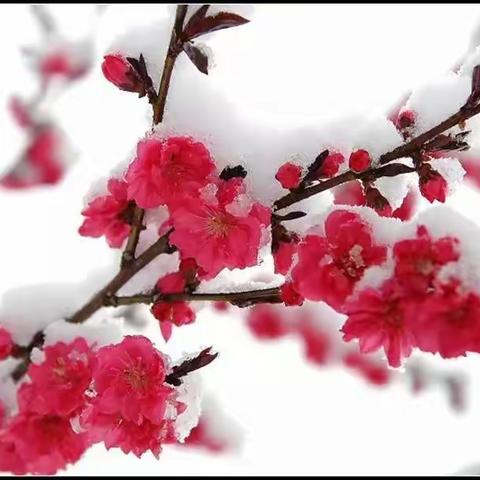 不经一番寒彻骨，怎得梅花扑鼻香