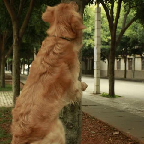 《永别的丘比特>