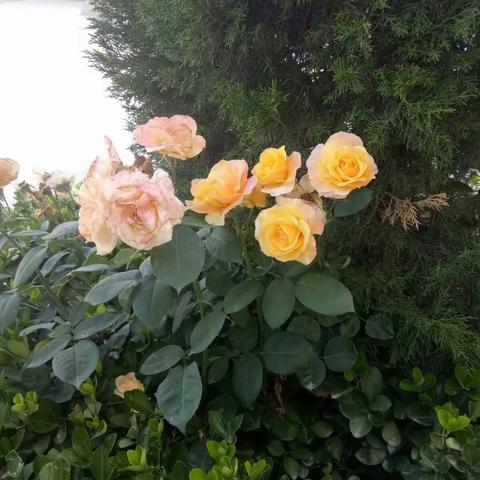 西部放歌沙龙历史教研活动系列报道(二) 聚焦历史教研， 提升学科素养；提高教学质量，共创盐湖佳绩