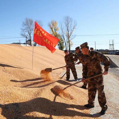 嘉荫民兵“保秋粮，夺丰收”打赢秋收攻坚战