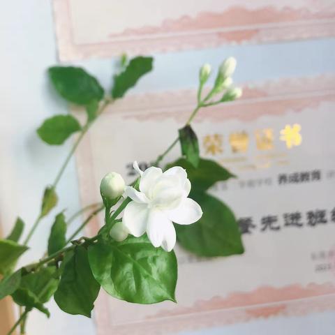 静待花开