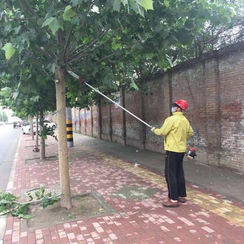 三门峡市绿化工程管理处本周工作小结