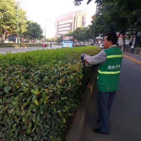 三门峡市绿化工程管理处本周工作小结