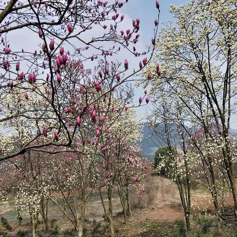 春花烂漫，我们来寻“你”