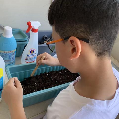 圣女果的生长观察日记