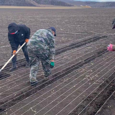 额尔古纳市优质高效增粮示范行动小区试验播种工作已完成