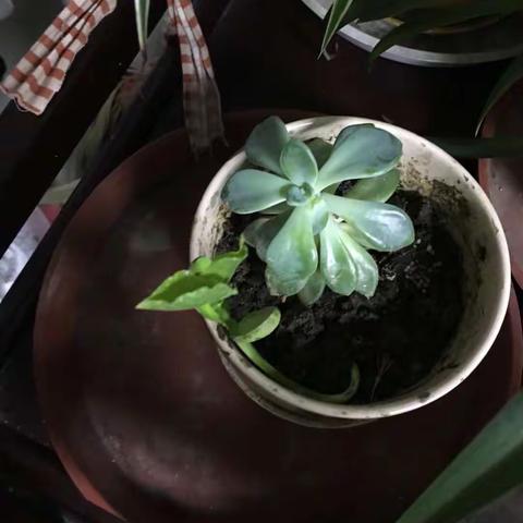 我的小魔豆
