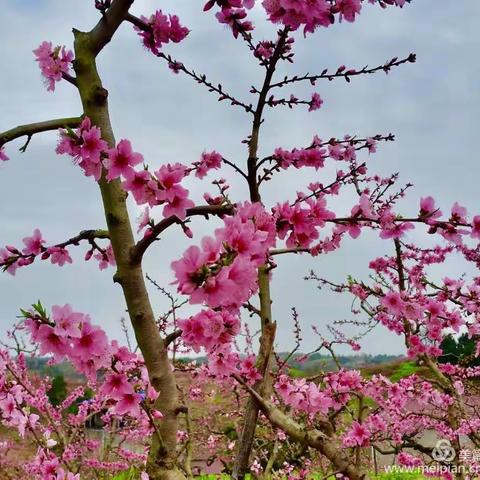 “疫”去不返，桃花依旧——初四语文网络教学掠影