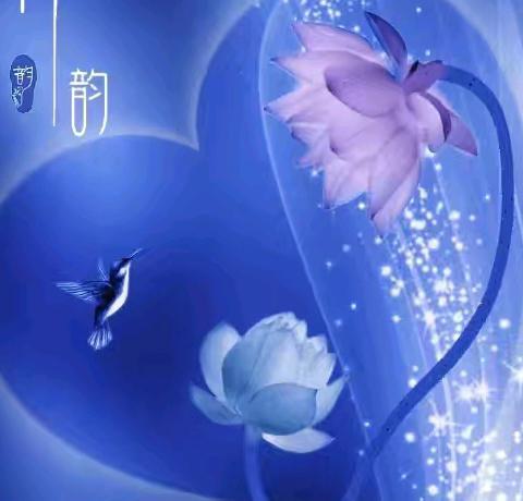 快乐摄影读书会，﻿《蓝莲彩韵》习作