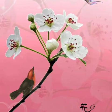 在移花接木里寻找乐趣，——《梨花梦》习作