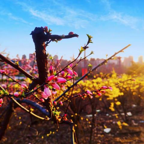 江城子•抗疫感赋