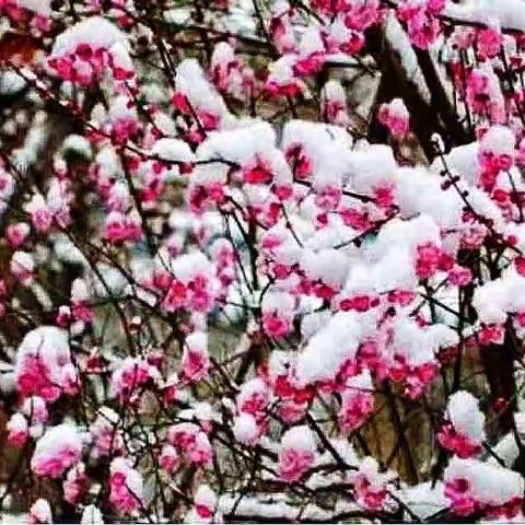 【川囗教育】脚踏实地担使命     笃志不怠踏歌行——川囗一中七八九年级线上教学纪实