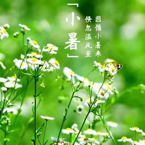 小暑至，盛夏始---田庄乡学区二十四节气之小暑活动纪实