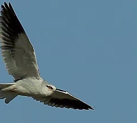 生态好各种野生鸟很多～猛禽血统～黑翅鸢，各种野鸭……