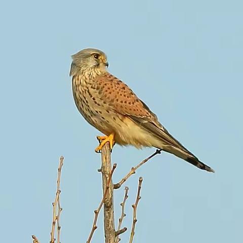 森林公园野生鸟挺好看的