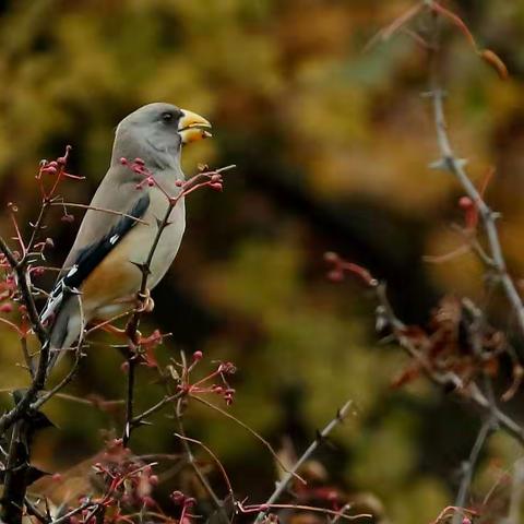 初冬拍照～憨厚的小鸟～嘴巴大大的