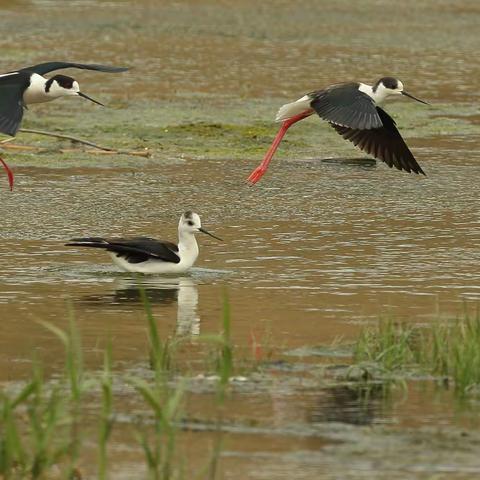 环境好了，鸟多了，良性循环