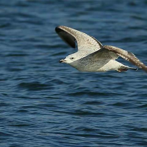寒风中的小鸟和水禽捕食忙