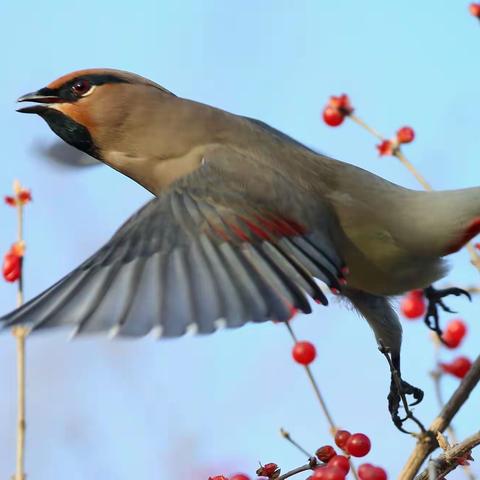 与野生生灵沟通