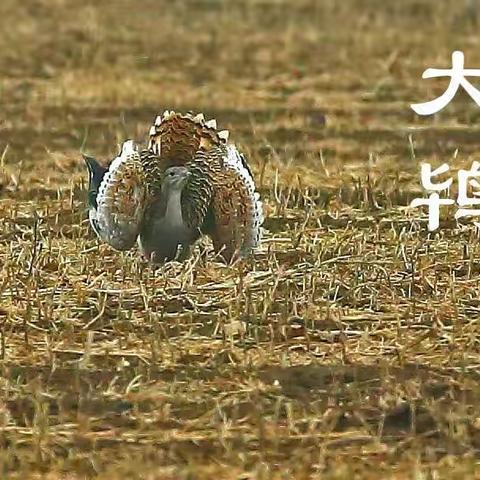 大鸨鸟～挺好看的