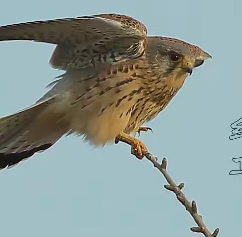 给野生鸟留一点生存空间吧！