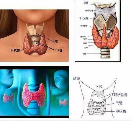 健康中国～九院九楼甲状腺疾病普查行动