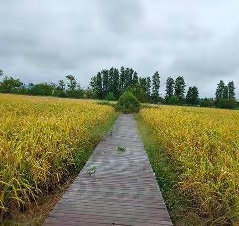 二中附小1901班—宁乡双江口镇，稻花乡里研学