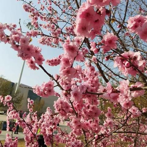 ☘️🌸春日寻芳🌸☘️