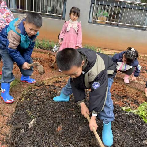 “一亩菜园”——宣风镇中心幼儿园大三班