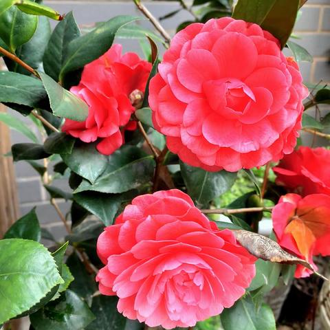 2020.3.15，湖北荆州干休所内的花卉。