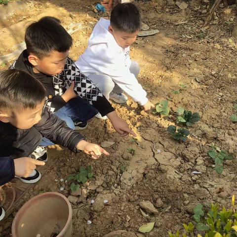 🍃陪芸豆一起长大🫘——龙泉街道中心幼儿园中七班生活化课程