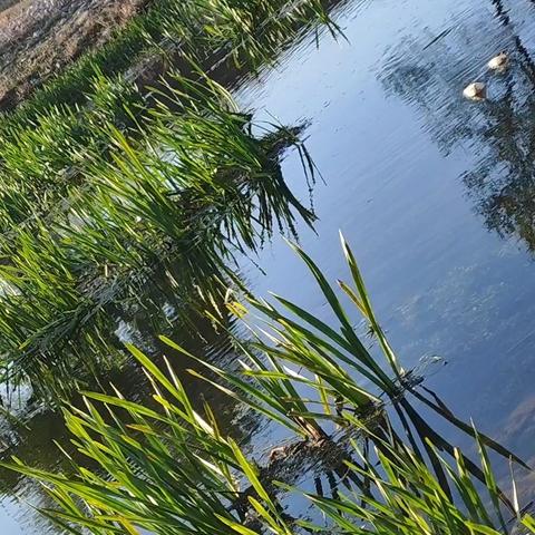 清明时节走淇河