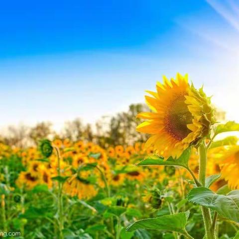 花开阳光下，成长“心”动力——高密市王吴小学心理健康教育系列活动