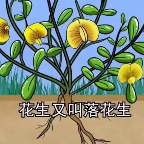 中六班——花生🥜物语