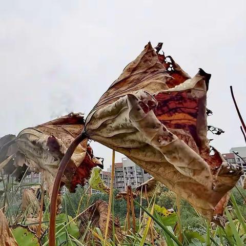 水面无波夏暑遁，雨打枯荷听秋声。襄河每季皆风景，风摇野苇淌诗韵。