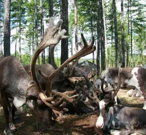 旅游、度假、休闲娱乐为一体的内蒙古根河市敖鲁古雅旅游度假村