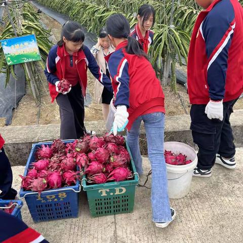 五育并举，劳动最美——大平山镇古城小学劳动实践教育活动