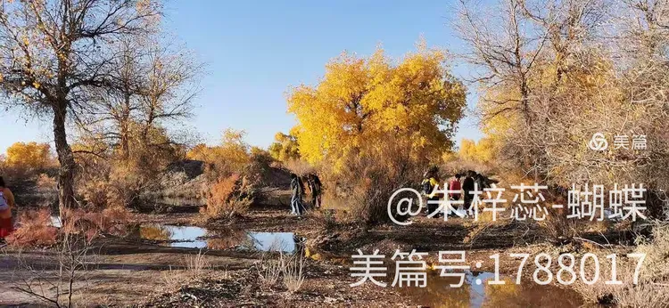 2020杨树价格