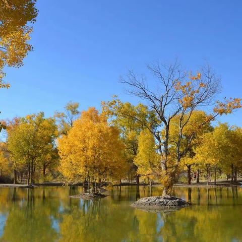 胡杨，不说再见