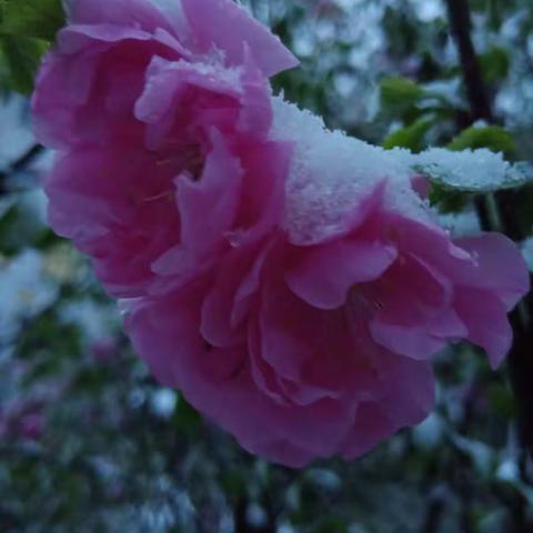 雪后赏花